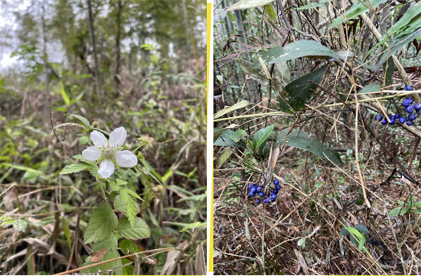 凝心聚力再出發(fā)，風(fēng)雨同舟赴星溪！--廣東博皓2024龍年首登星溪之旅     -5